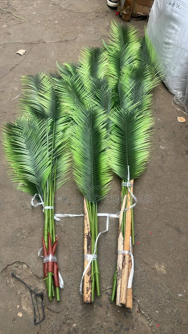 Beautiful Latest Palm Trees - main view