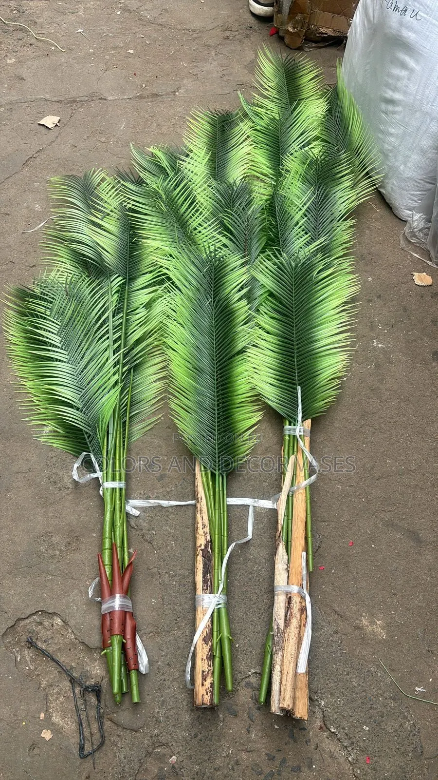 Beautiful Latest Palm Trees