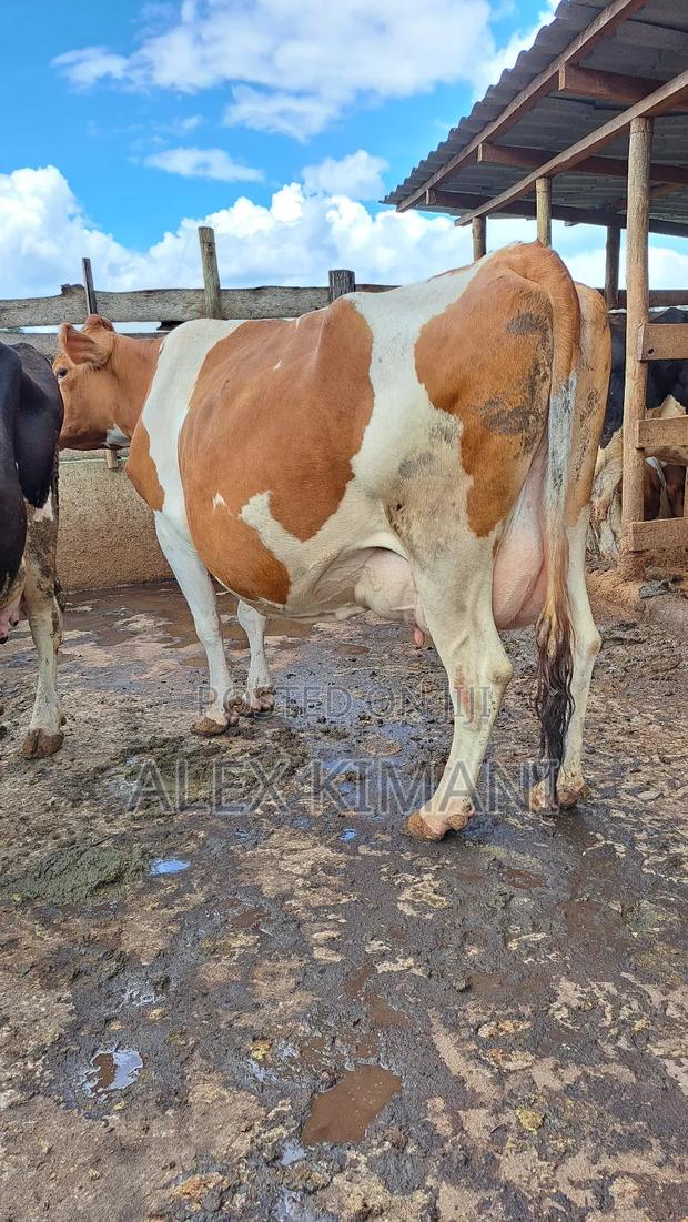 Ayrshire High Producers - thumbnail 3