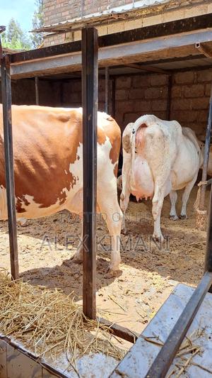 Ayrshire High Producers - thumbnail 2