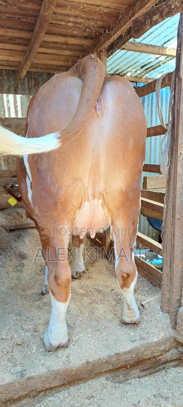 Ayrshire High Producers - thumbnail 4