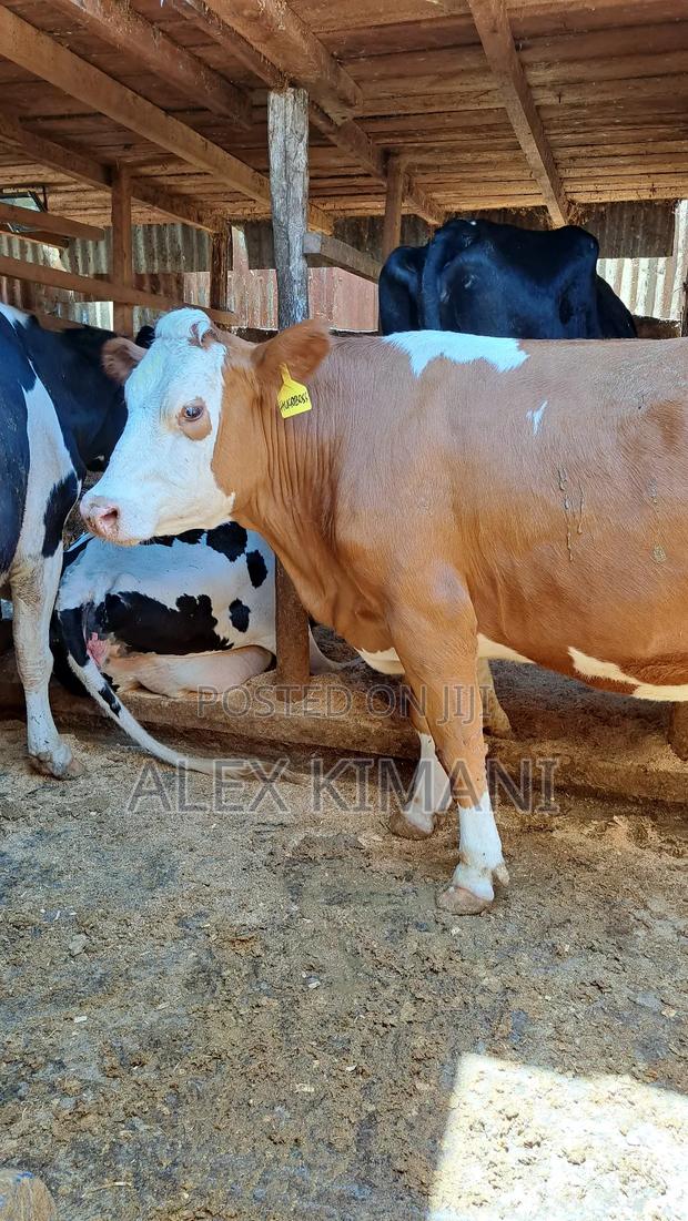 Ayrshire High Producers - thumbnail 5