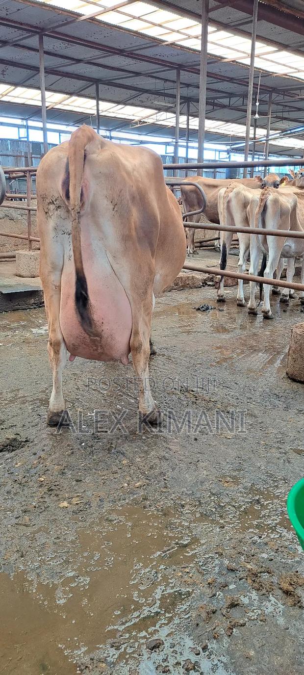 Ayrshire High Producers - thumbnail 6