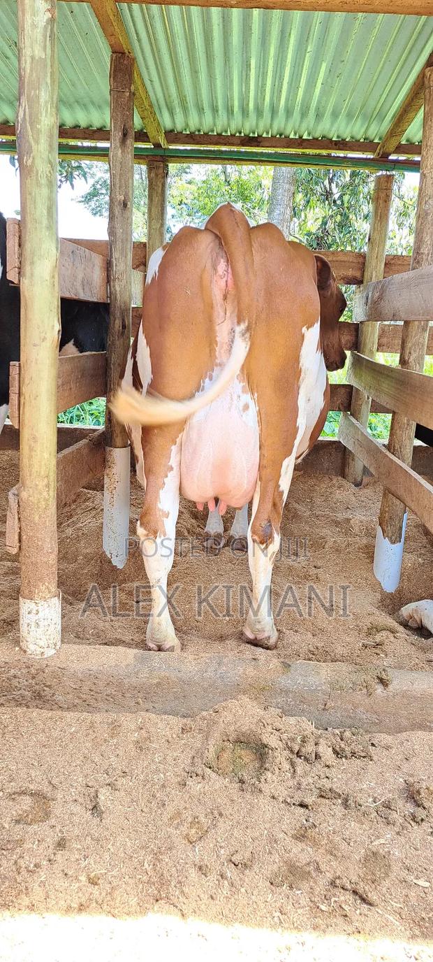 Ayrshire High Producers - thumbnail 7