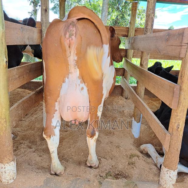 Ayrshire High Producers - thumbnail 8