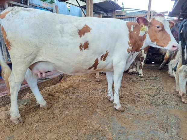 Ayrshire High Producers - thumbnail 9