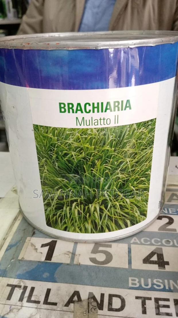 Brachiaria Mullato II Pasture Seeds - 500grams Pack