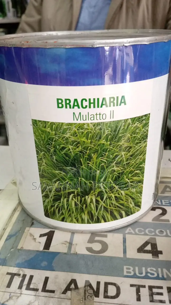 Brachiaria Mullato II Pasture Seeds - 500grams Pack