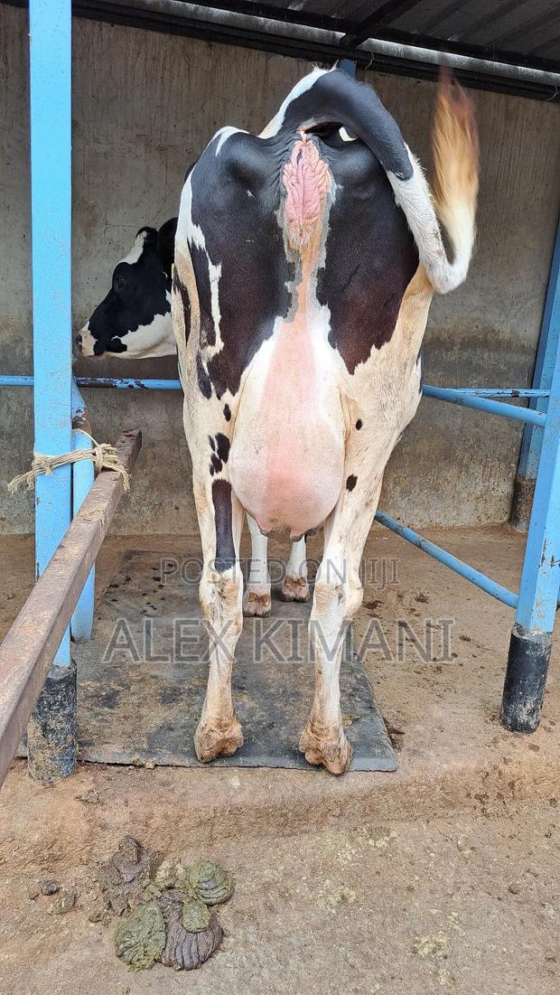 Top Quality Dairy Cows - thumbnail 6