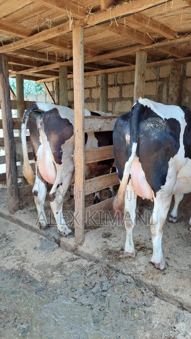 Top Quality Dairy Cows - thumbnail 4