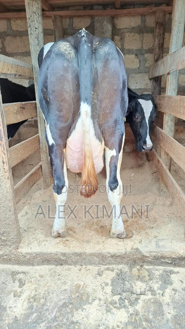 Top Quality Dairy Cows - thumbnail 5