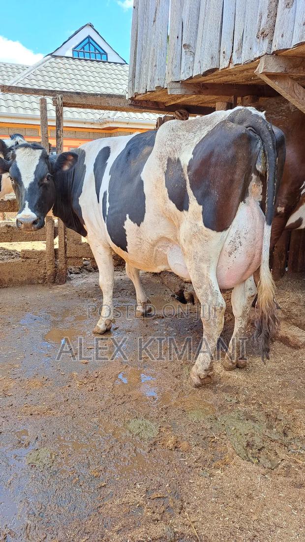 Top Quality Dairy Cows - thumbnail 7