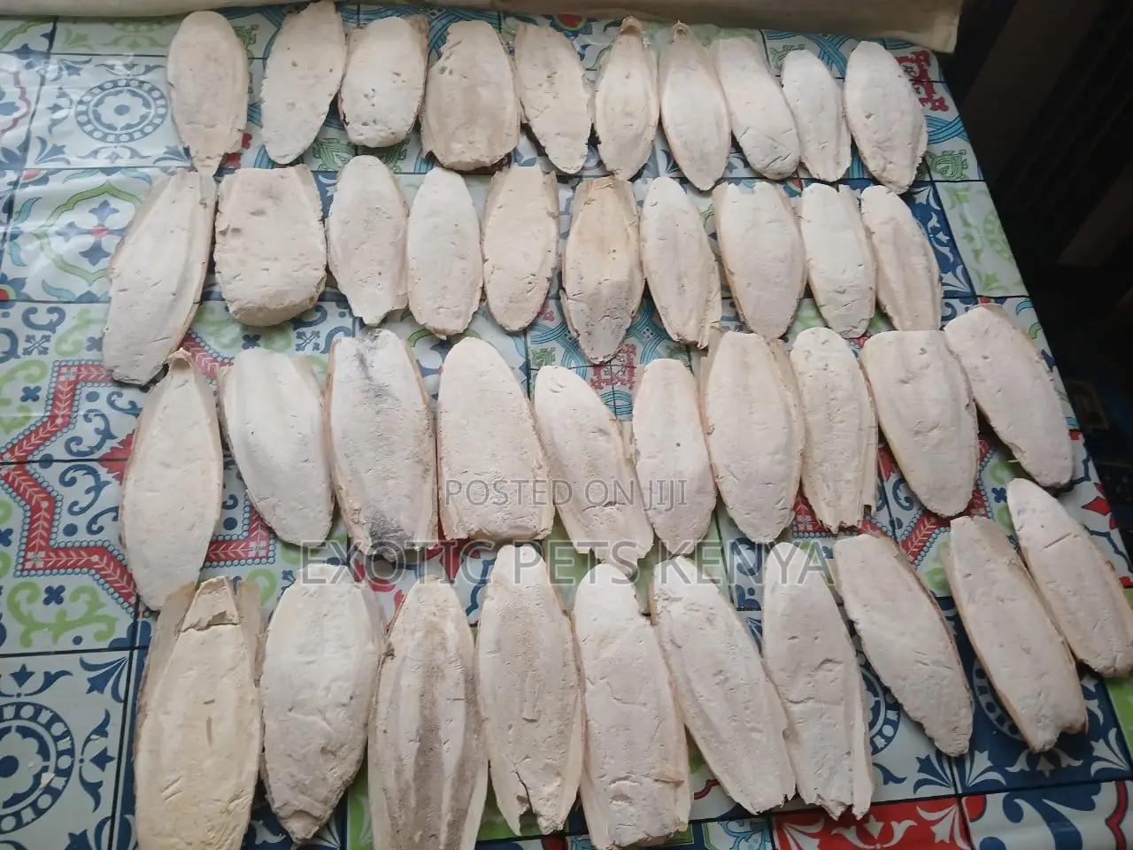 Cuttlefish Bones