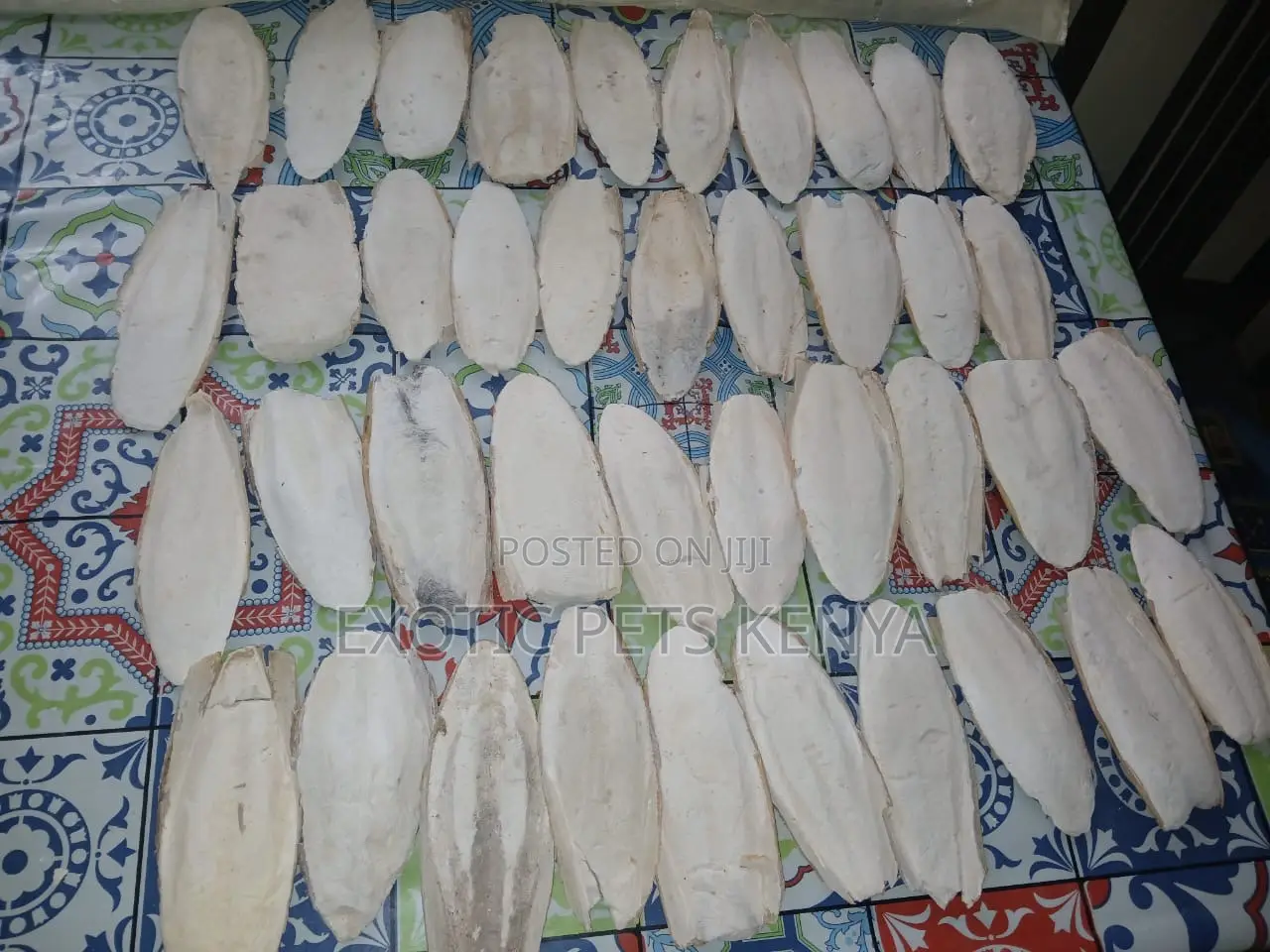 Cuttlefish Bones