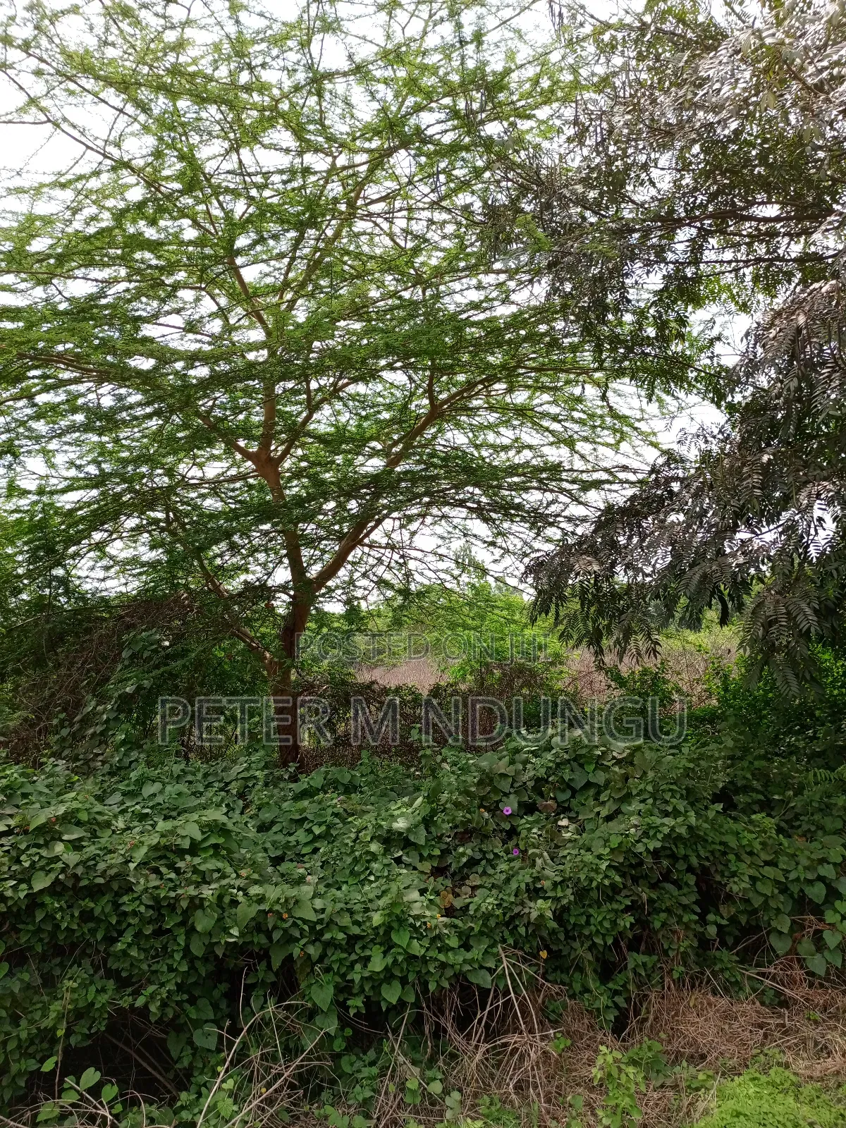 Prime Land on Sale, 60 Acres Muthaiga North
