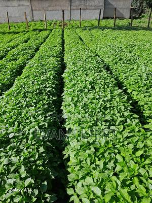 Vegetables( Managu Mostly) - main view