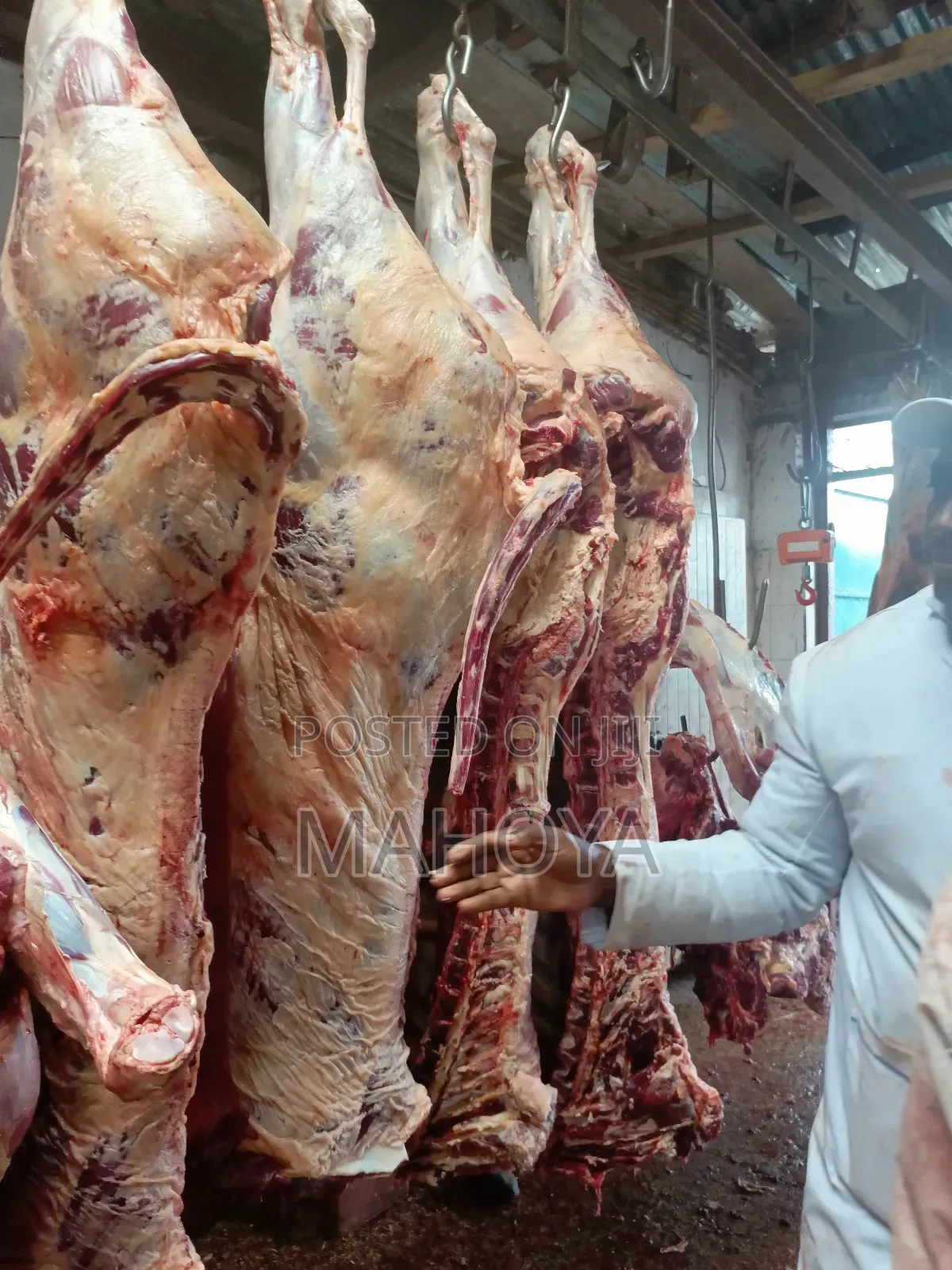 Beef Mutton Supplies