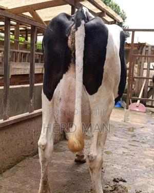 Super Pedigree Heifer - thumbnail 2