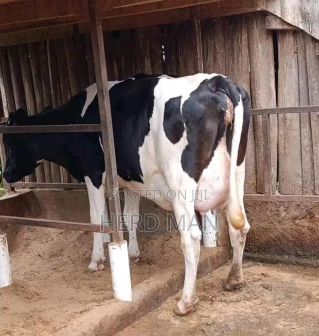 Super Pedigree Heifer - thumbnail 3