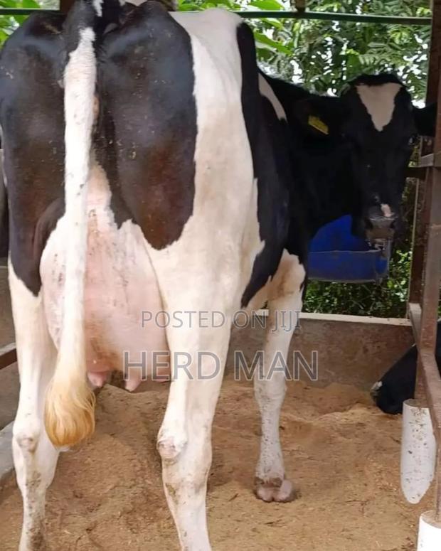 Super Pedigree Heifer - thumbnail 4