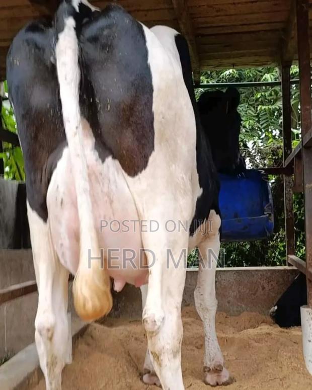 Super Pedigree Heifer - thumbnail 5