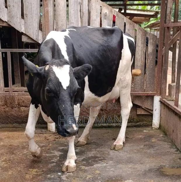 Super Pedigree Heifer - thumbnail 6