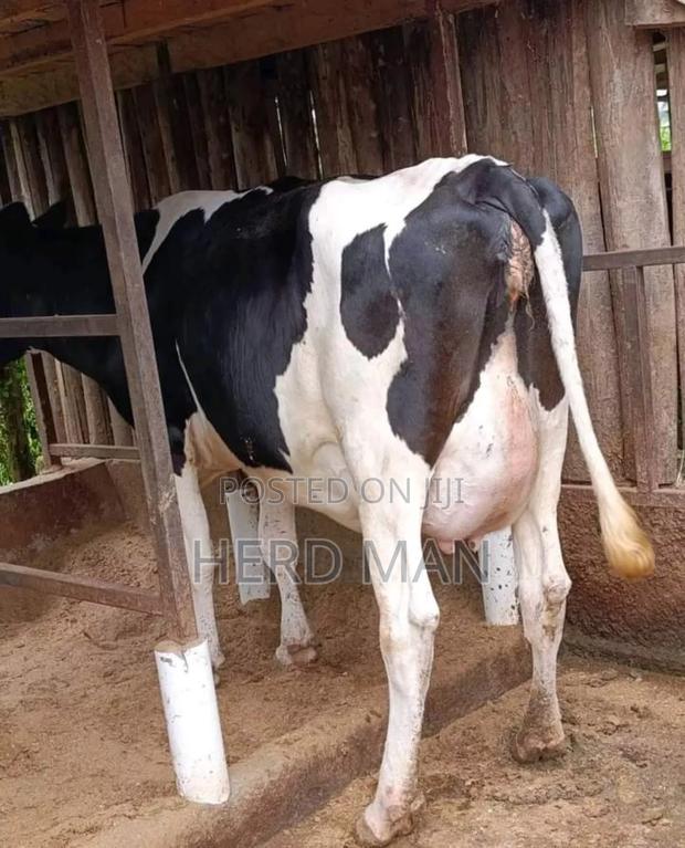 Super Pedigree Heifer - thumbnail 7