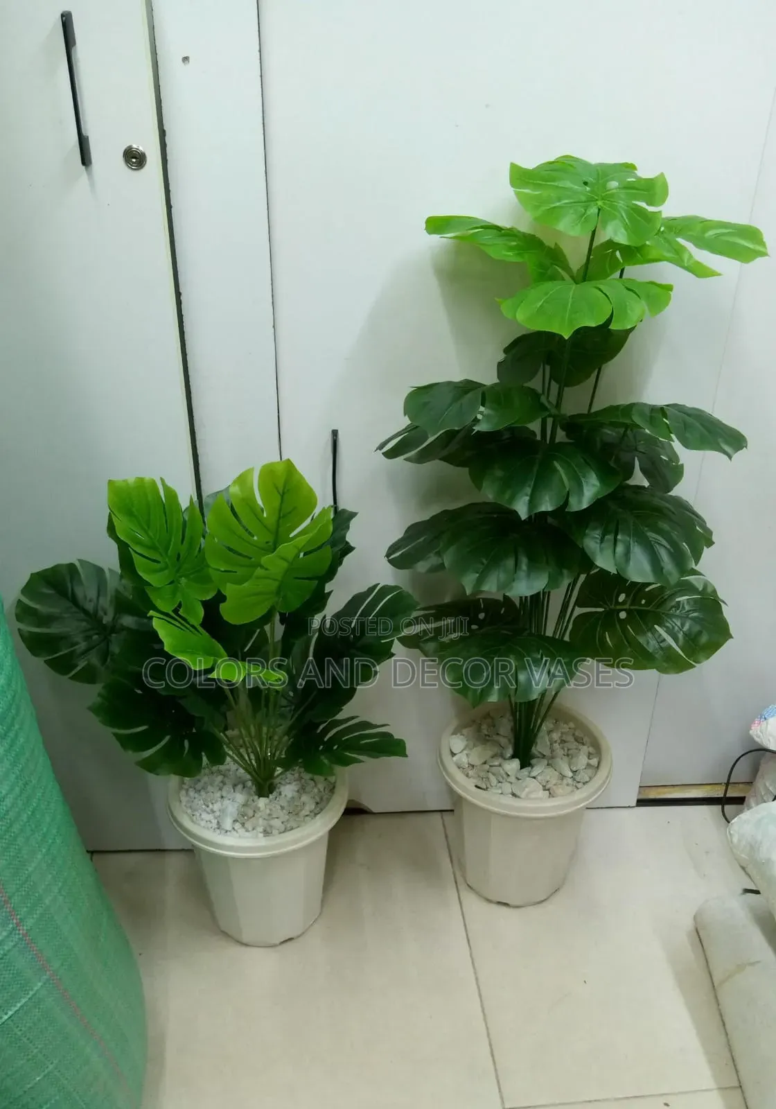 Monstera Plants 80cm and 1.2m Long