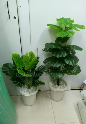 Monstera Plants 80cm and 1.2m Long