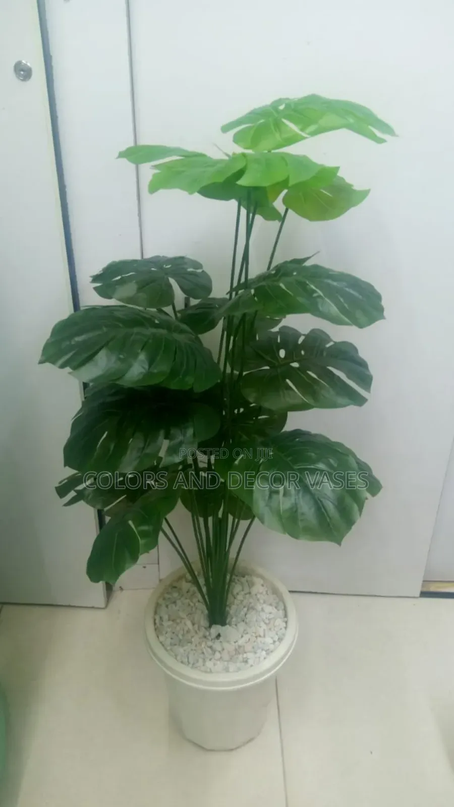 Classic Monstera Plant With Vase Plastic and Stones