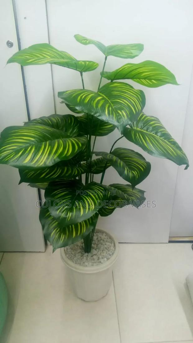 Big Leaflet Stripped Plant With Vase And Stones
