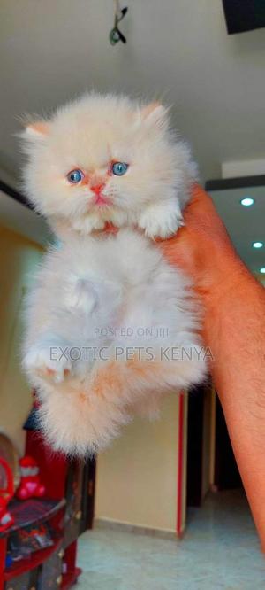 1-3 months Male Purebred Persian - thumbnail 2