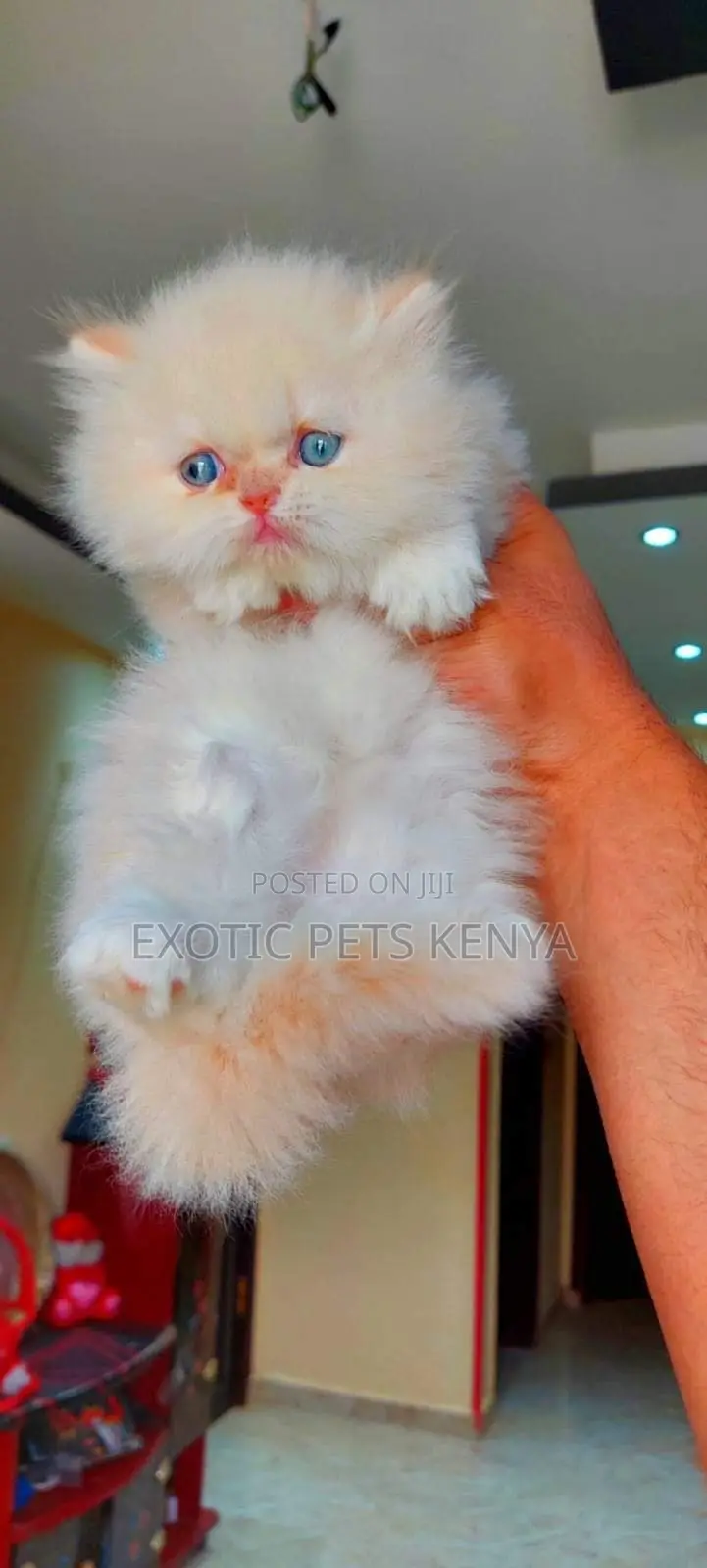 1-3 months Male Purebred Persian