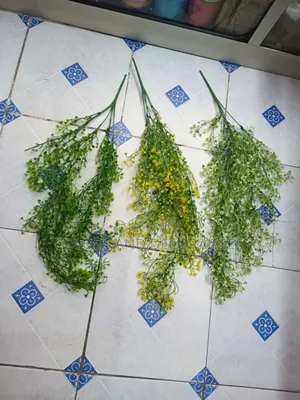 Vines Variety in Stock Call