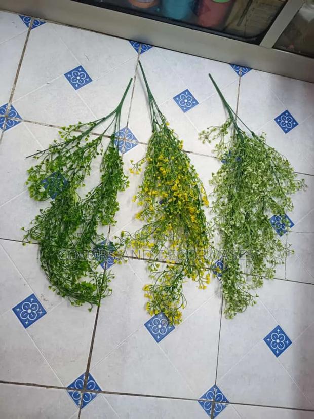 Vines Variety in Stock Call