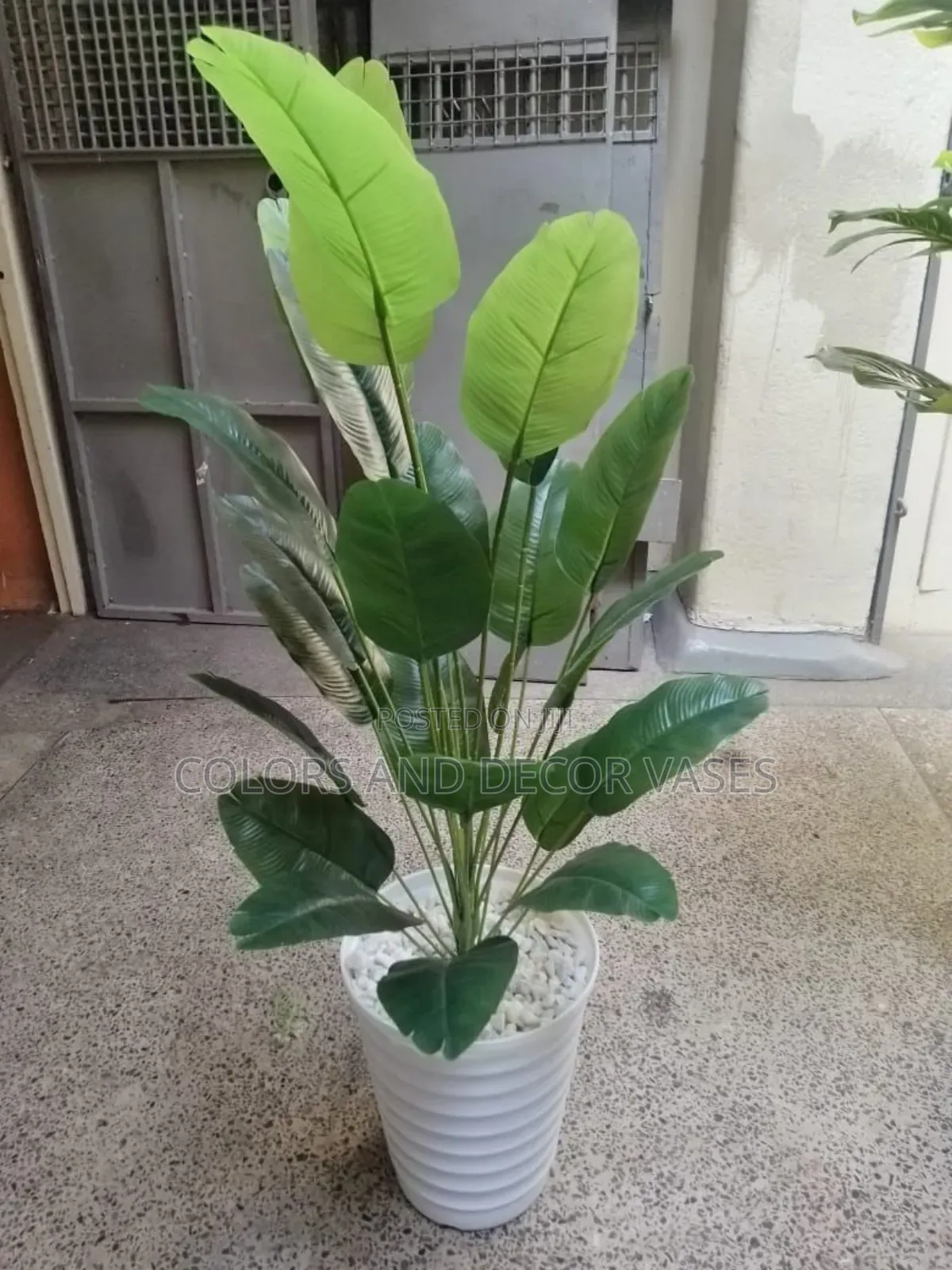 Banana Plant With Stripped Plastic Vase