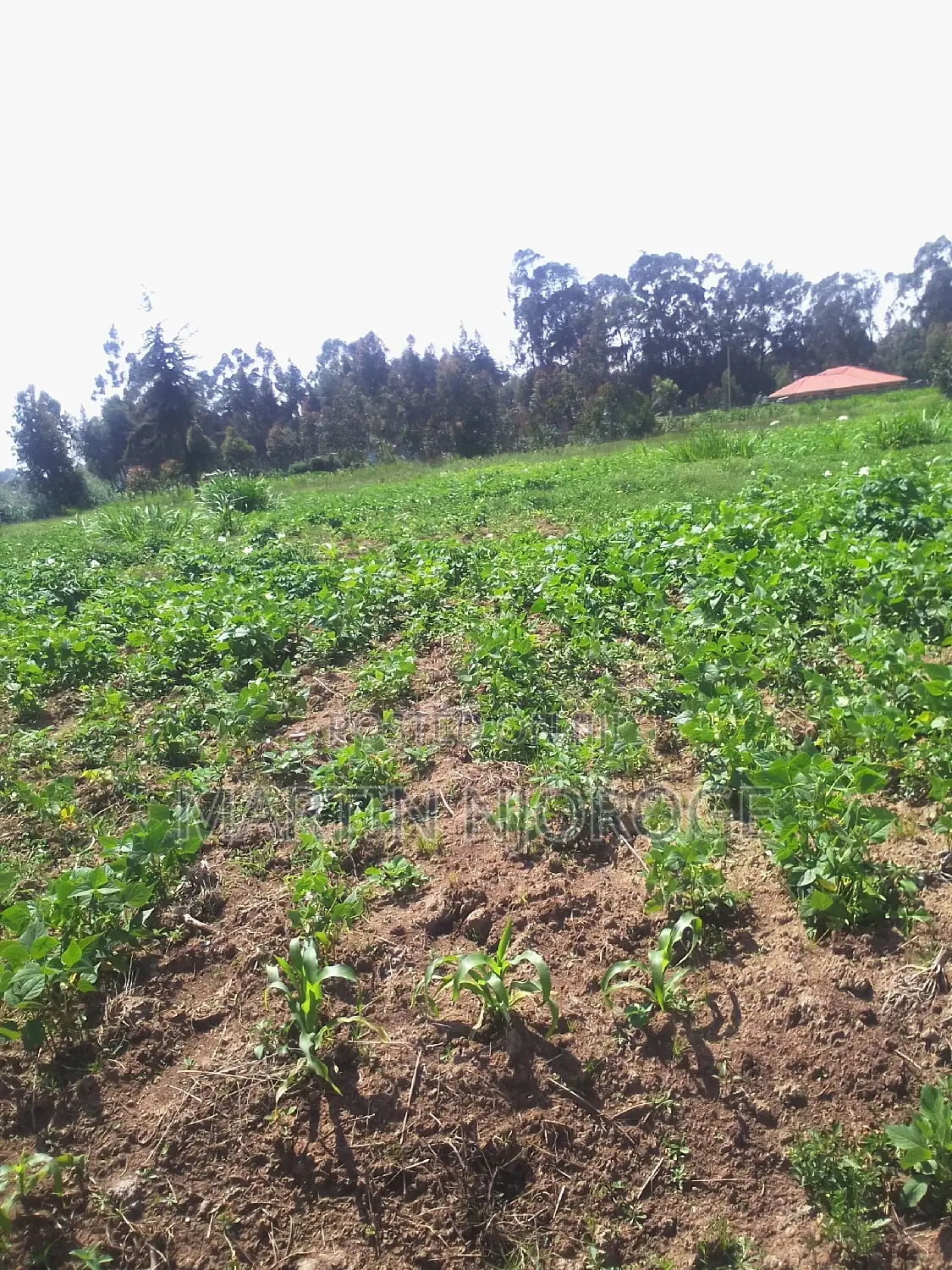 1 Acre Ndinda