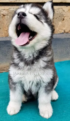 1-3 months Female Purebred Siberian Husky