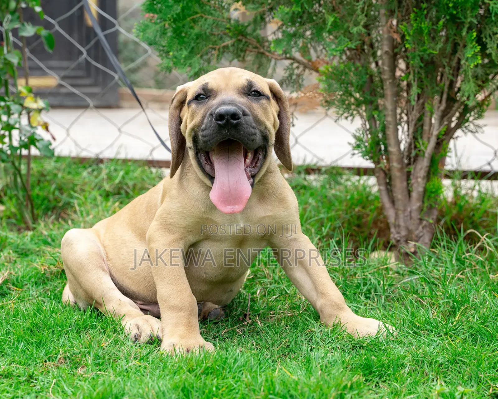 1-3 months Female Purebred Boerboel