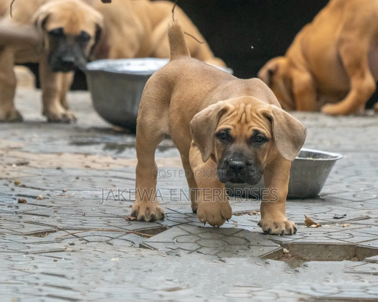 1-3 months Female Purebred Boerboel