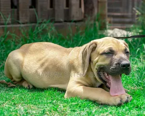 1-3 months Male Purebred Boerboel