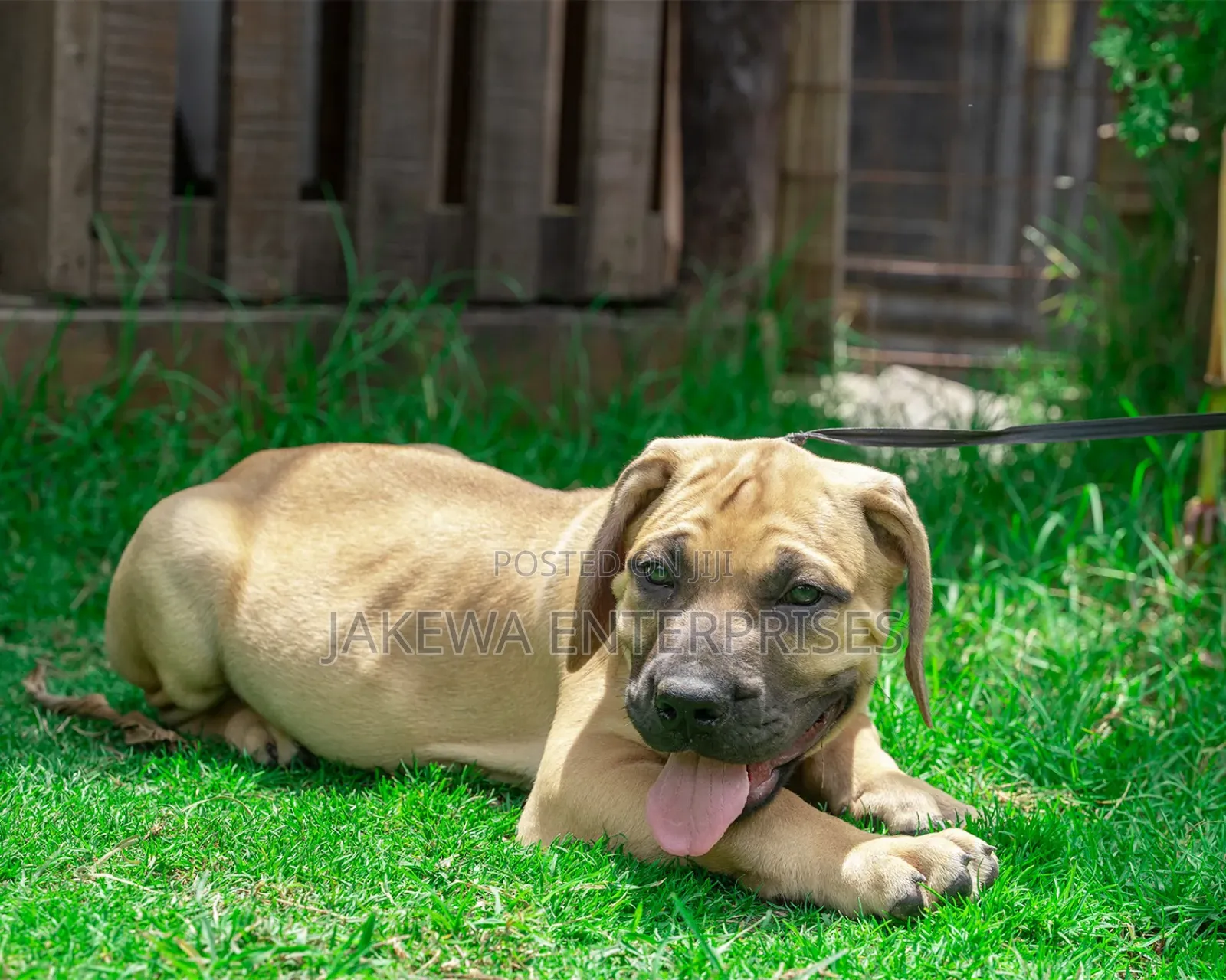 1-3 months Female Purebred Boerboel
