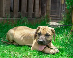 1-3 months Female Purebred Boerboel