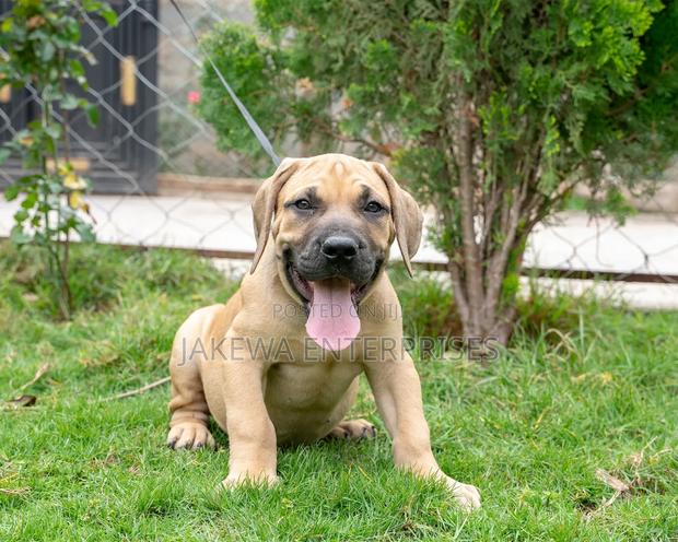 1-3 months Male Purebred Boerboel