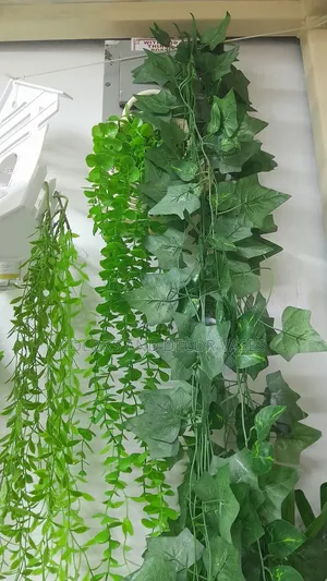 Money Plants For Home Walls Decor