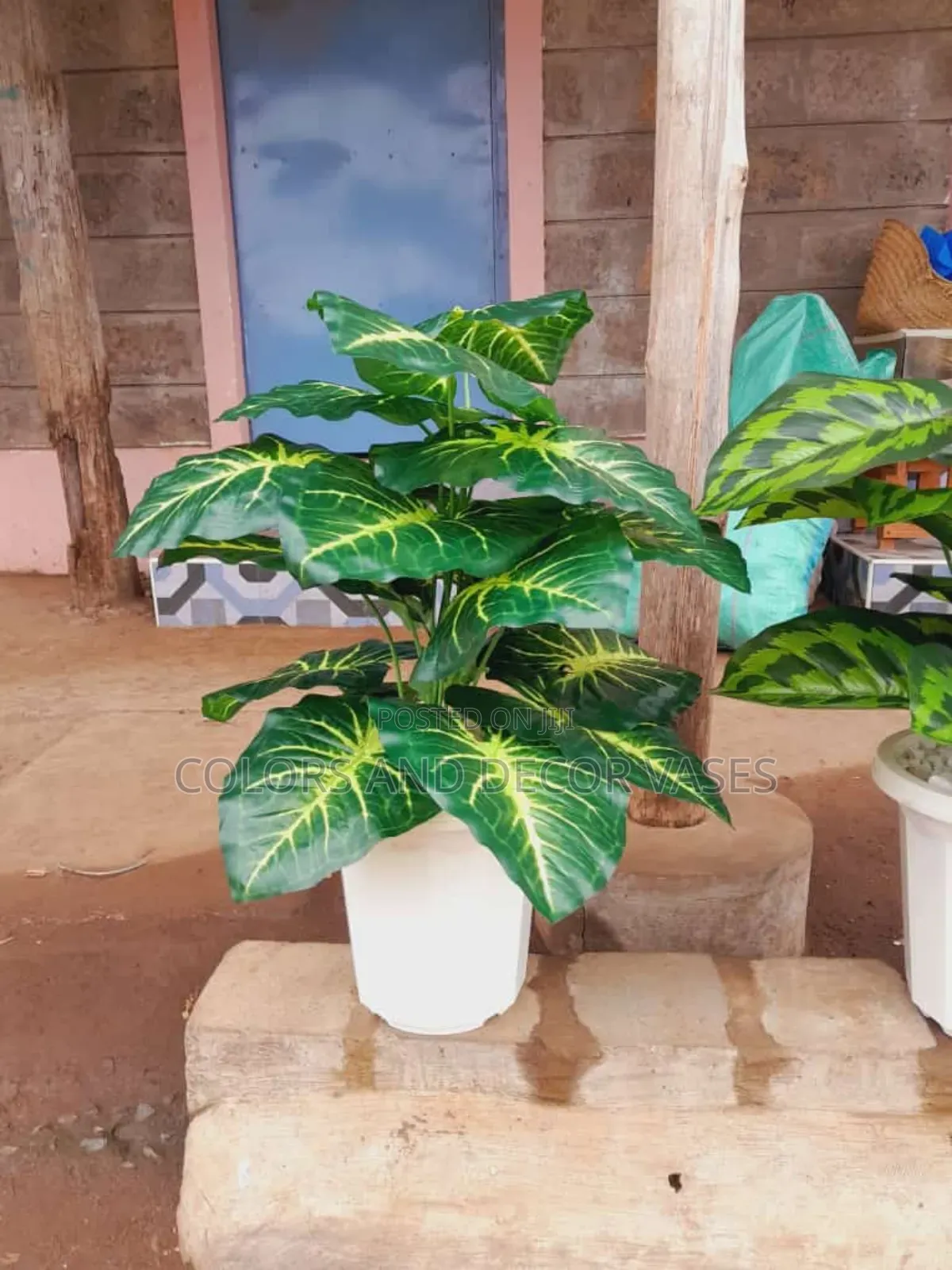 Green Stripped Plant With Vase