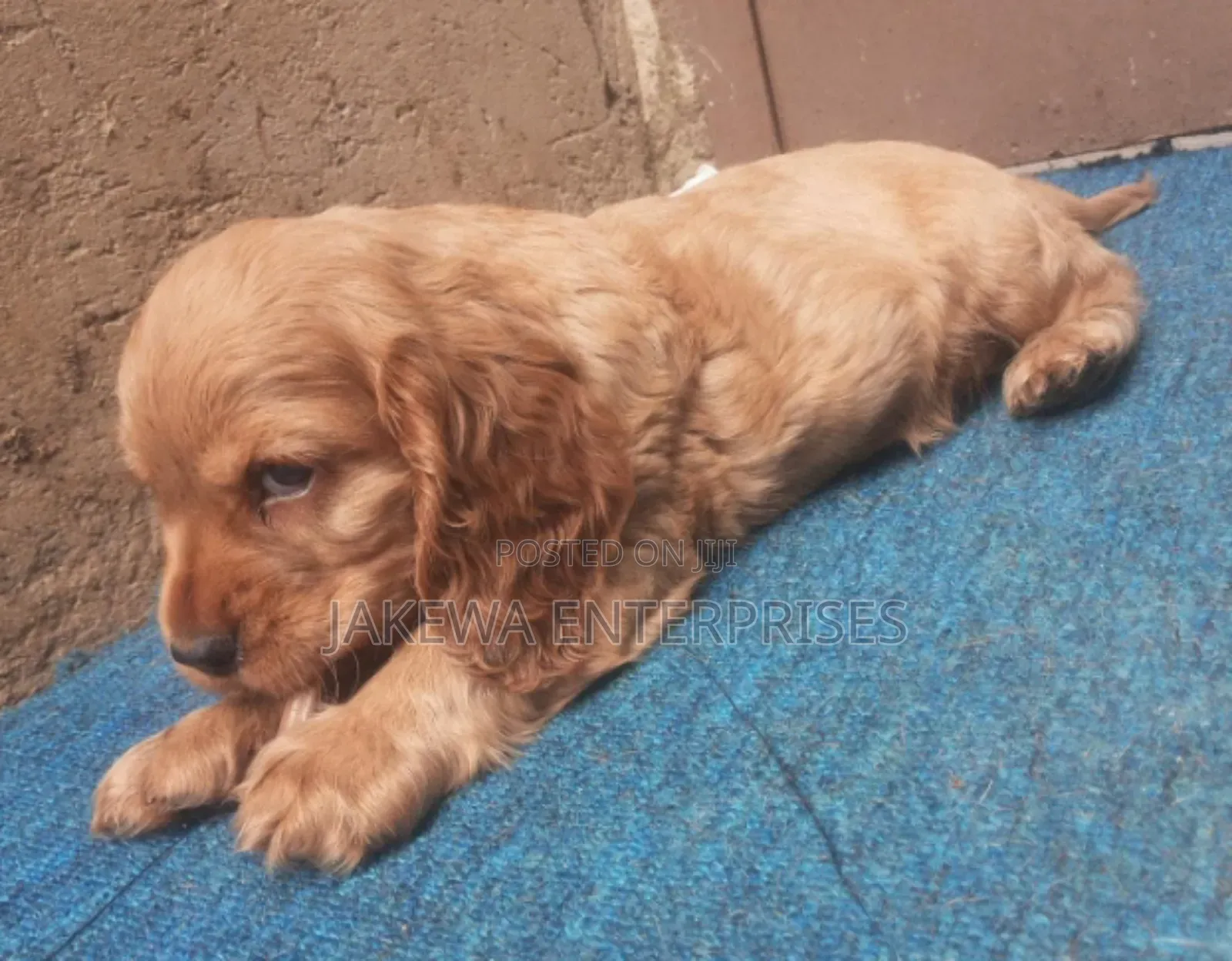 1-3 months Female Purebred Golden Retriever