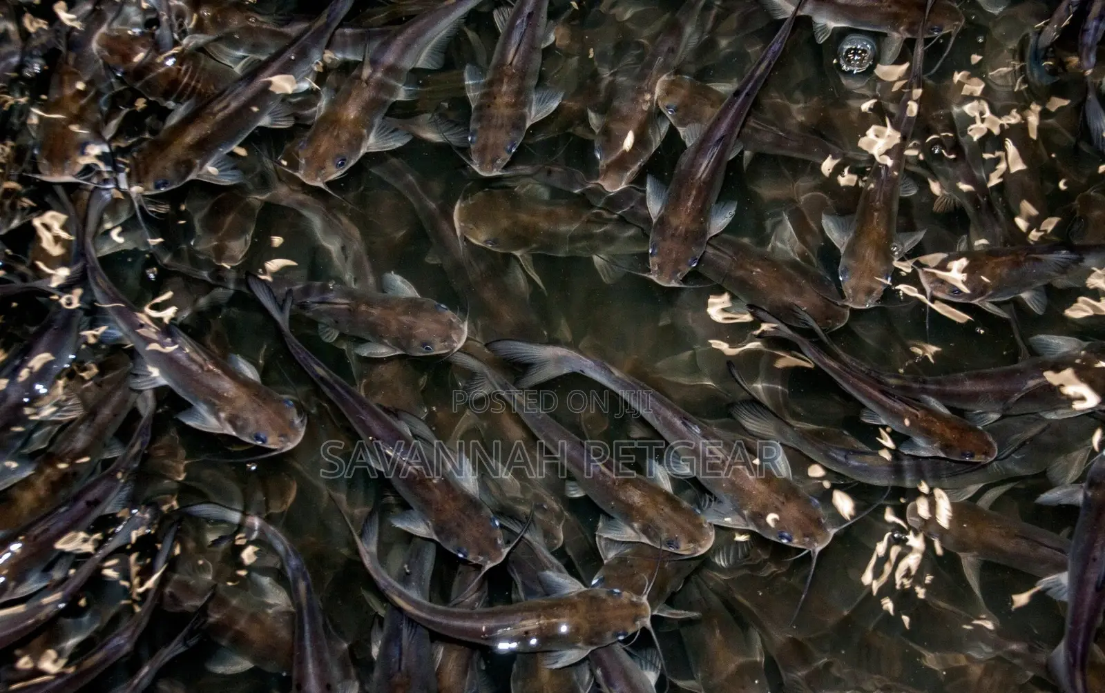 Catfish Fingerlings and Juveniles 100px - Size 2.5" Inches