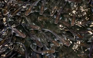 Catfish Fingerlings and Juveniles 100px - Size 2.5" Inches