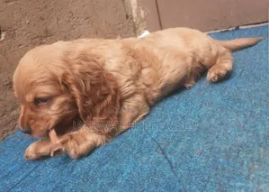 1-3 months Female Purebred Golden Retriever